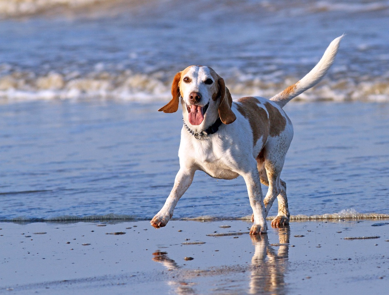 Hund rennt am Strand und Meer im Sommer
